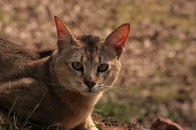 Chausie cat