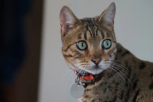Cheetoh cat