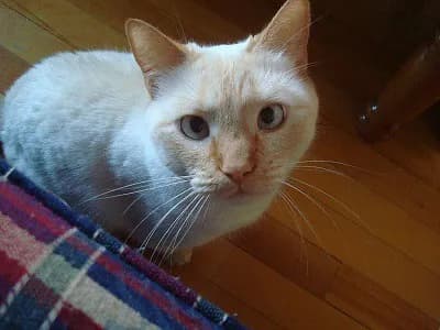 Colorpoint Shorthair cat