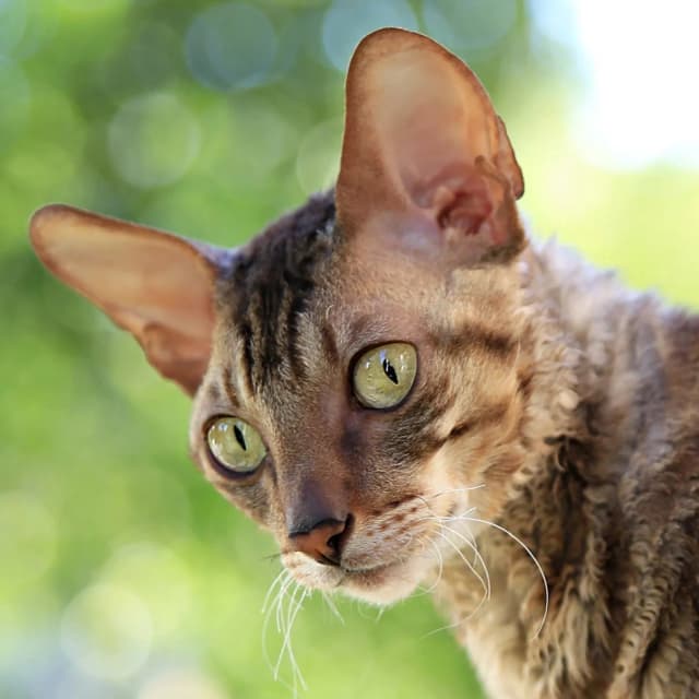 Cornish Rex cat