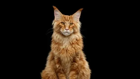 Cymric cat