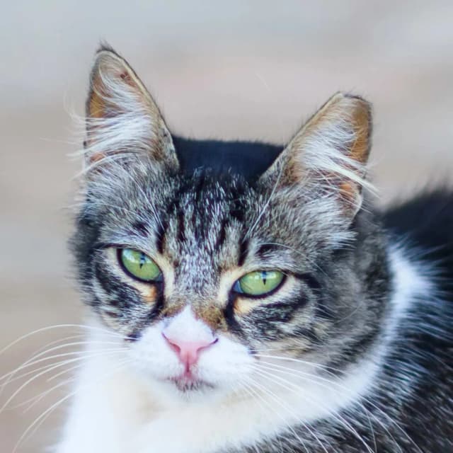 Cyprus cat
