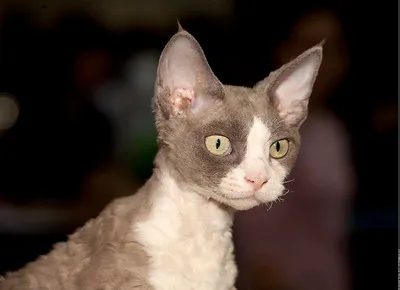 Devon Rex cat