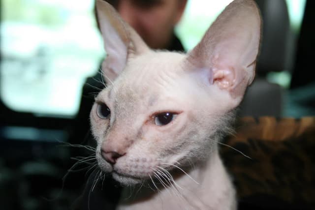 Donskoy cat