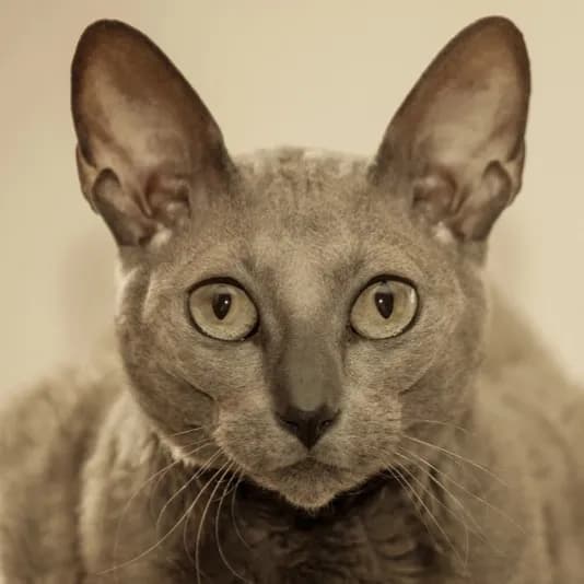 Egyptian Mau cat
