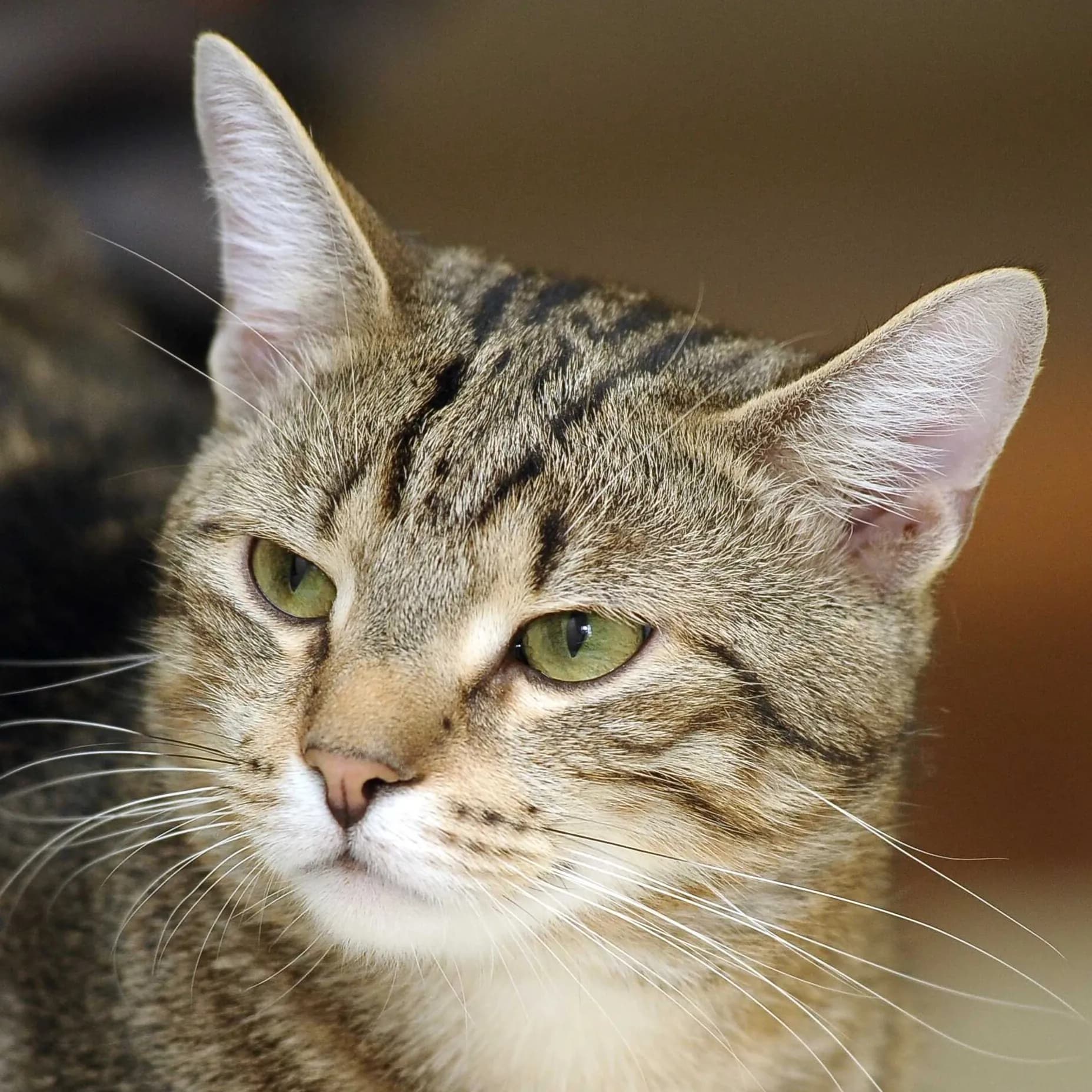 European Shorthair cat