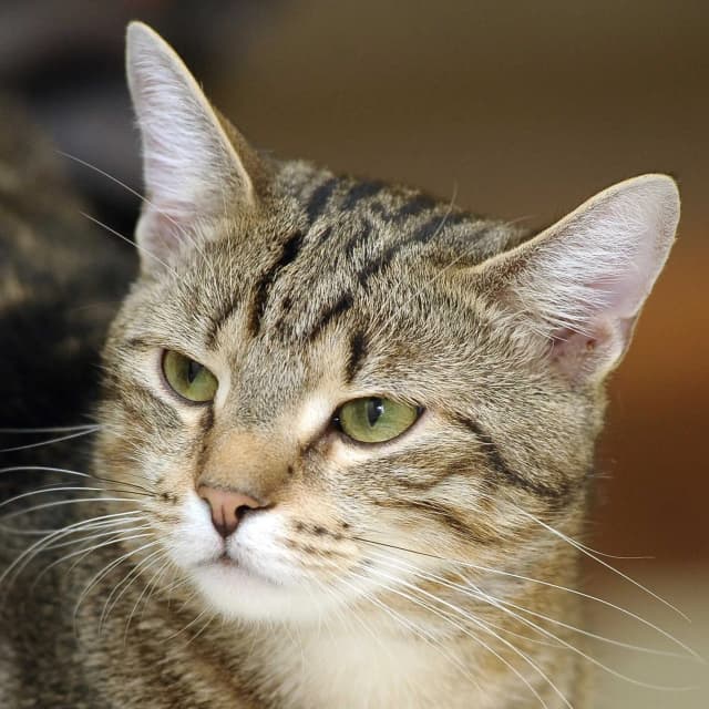 European Shorthair cat