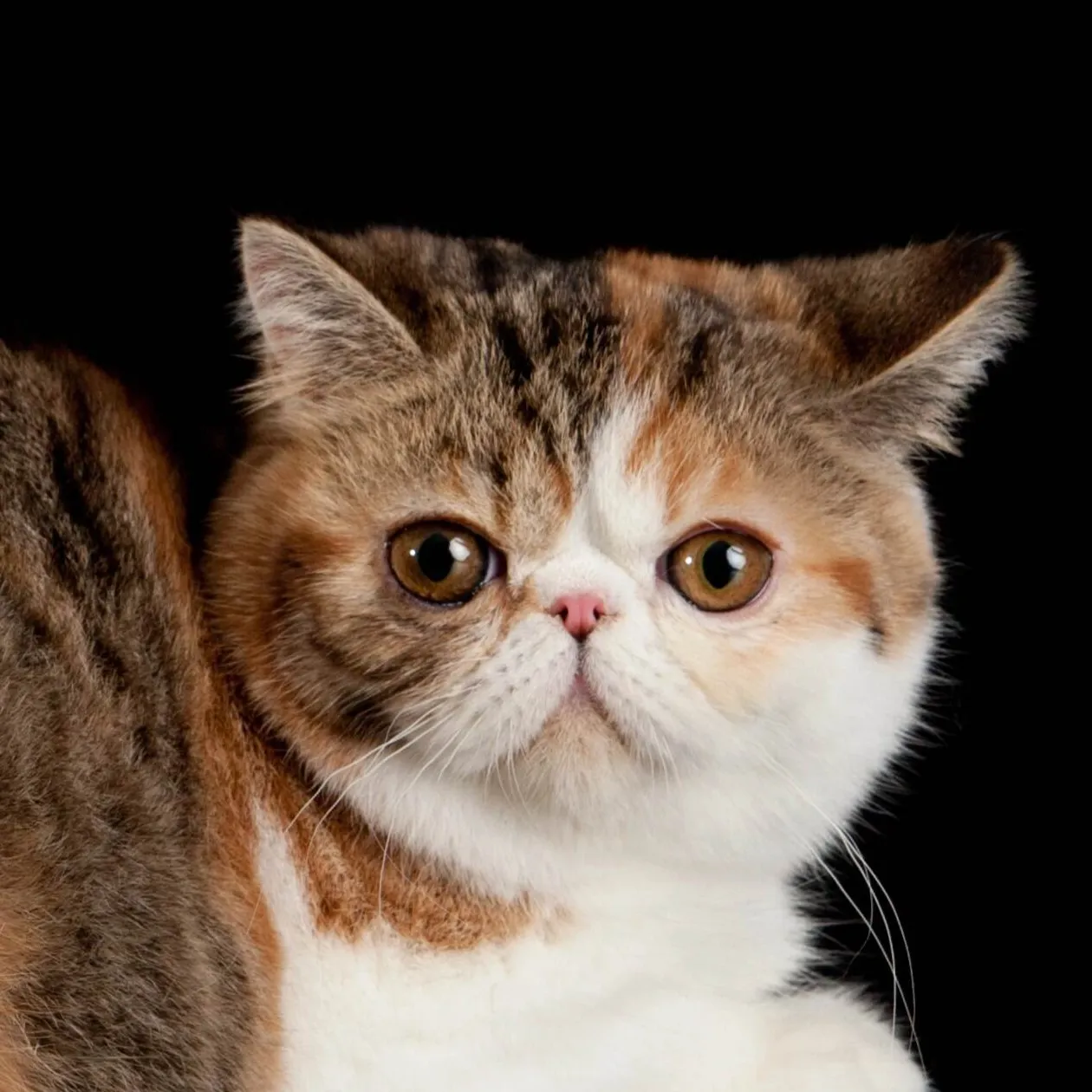 Exotic Shorthair cat