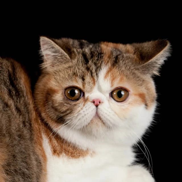 Exotic Shorthair cat