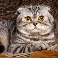 Foldex cat