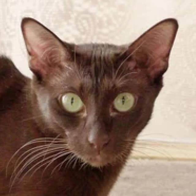 Havana Brown cat