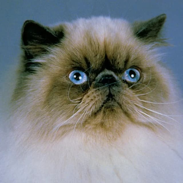 Himalayan Cat cat