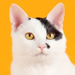 Japanese Bobtail cat