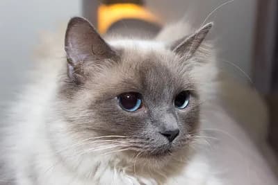 Javanese or Colorpoint Longhair cat