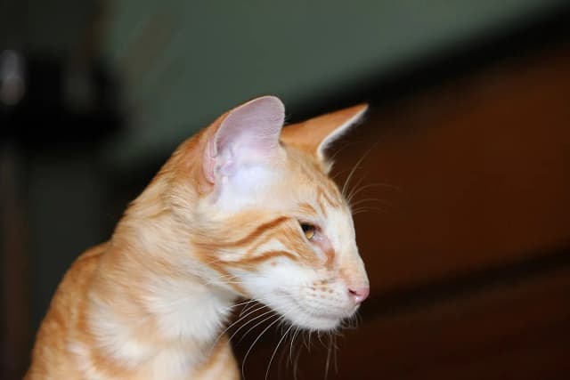 Javanese cat