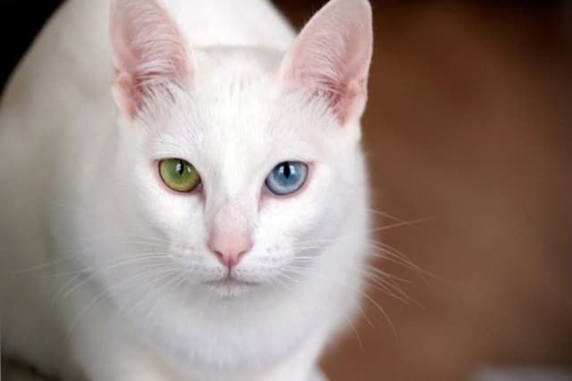 Khao Manee cat