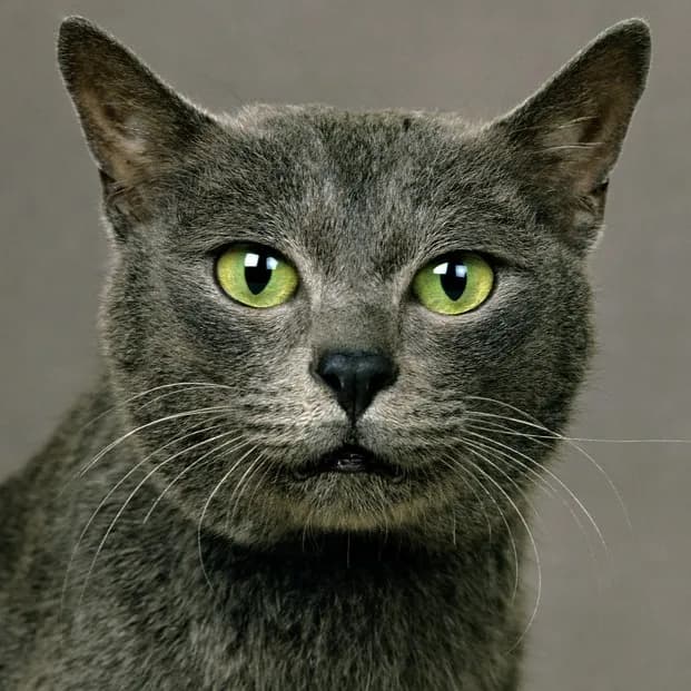 Korat Cat cat