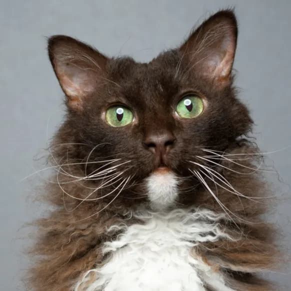LaPerm cat
