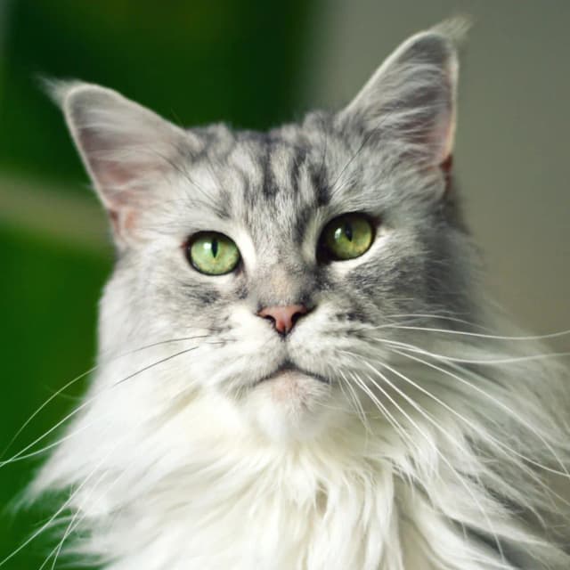 Maine Coon cat