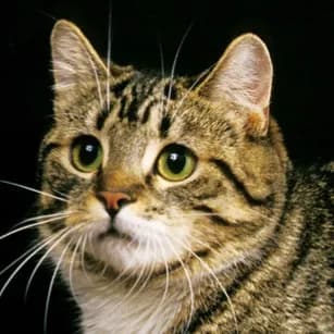 Manx cat