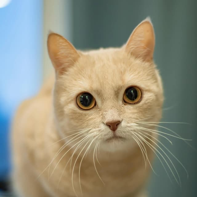Munchkin cat