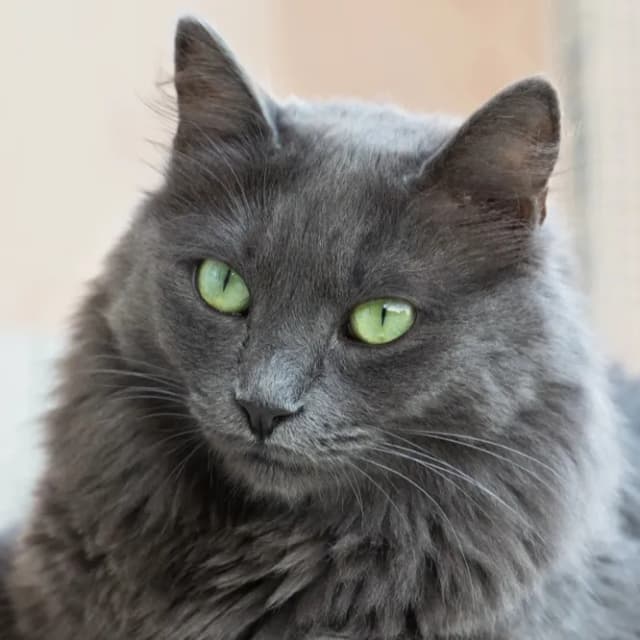 Nebelung cat