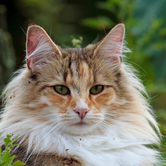 Norwegian Forest cat