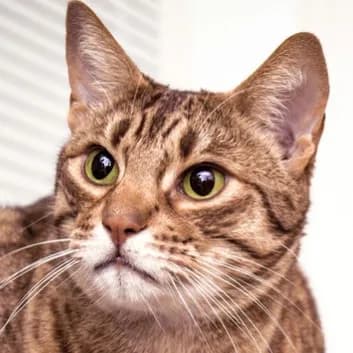 Ocicat cat