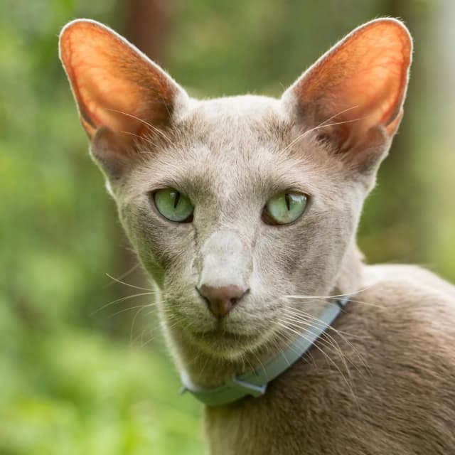 Oriental Shorthair cat