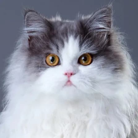 Persian Cat cat
