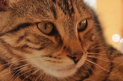 Pixie-Bob cat