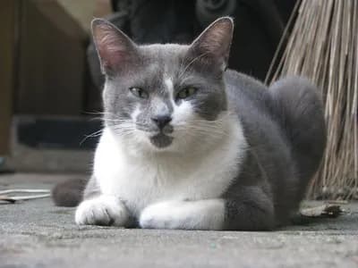 Raas cat cat