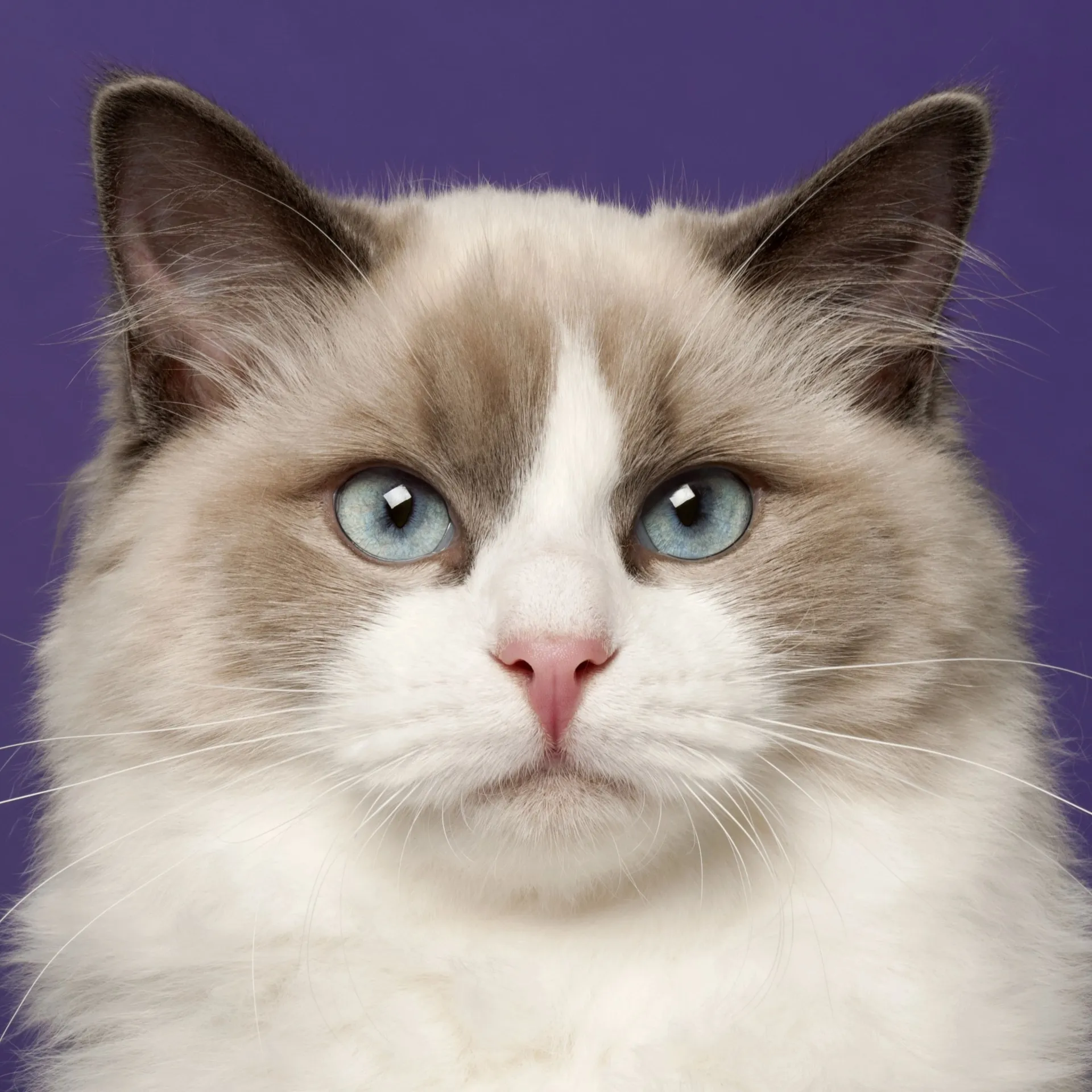 Ragdoll Cat