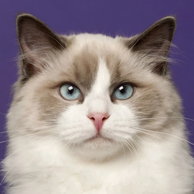 Ragdoll Cat cat