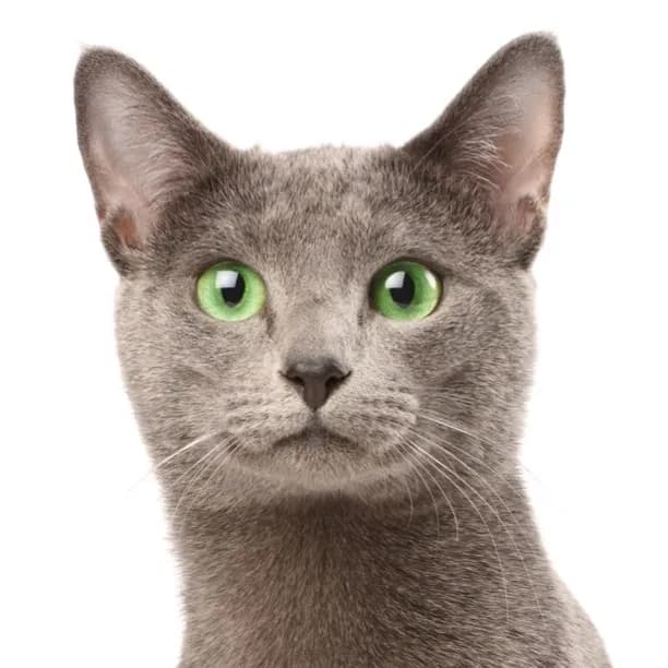 Russian Blue cat