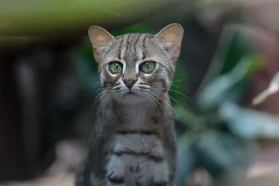 Rusty-Spotted Cat cat