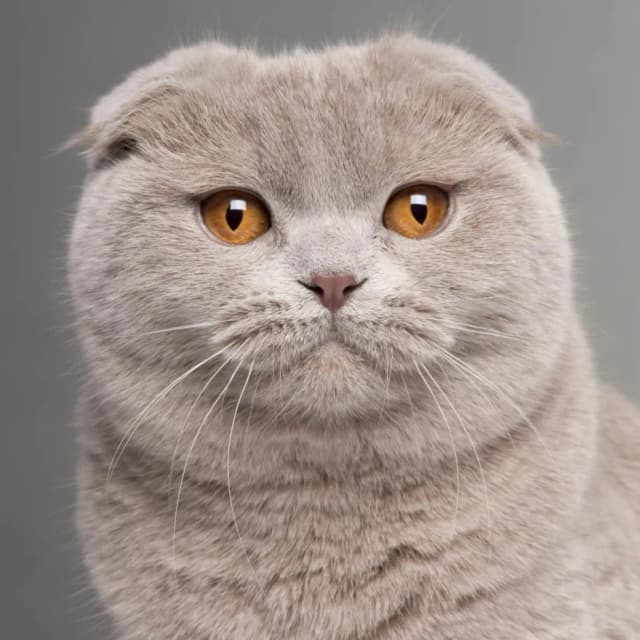 Scottish fold cat