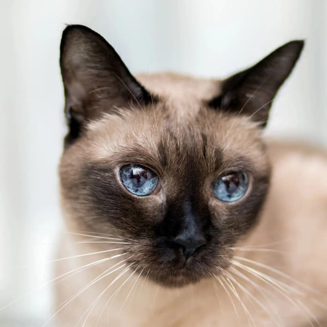 Siamese Cat cat