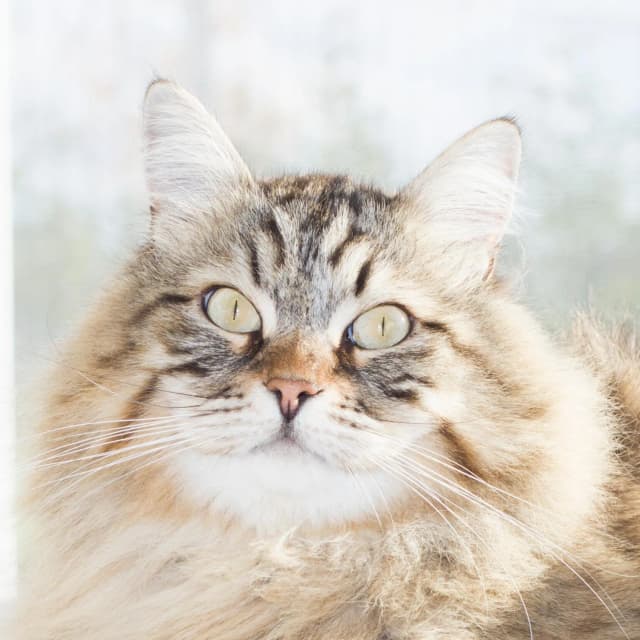 Siberian cat