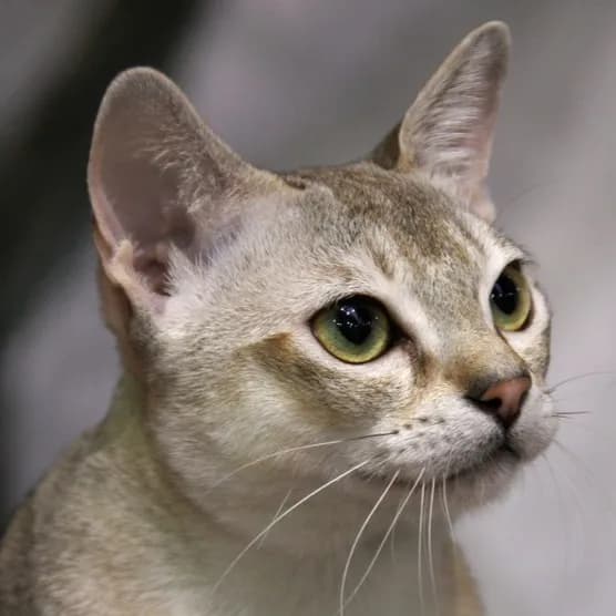 Singapura cat