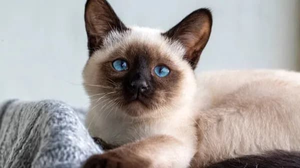 Snowshoe cat