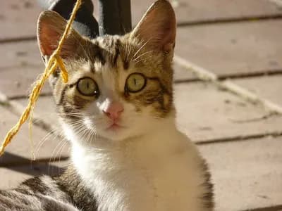 Sokoke cat