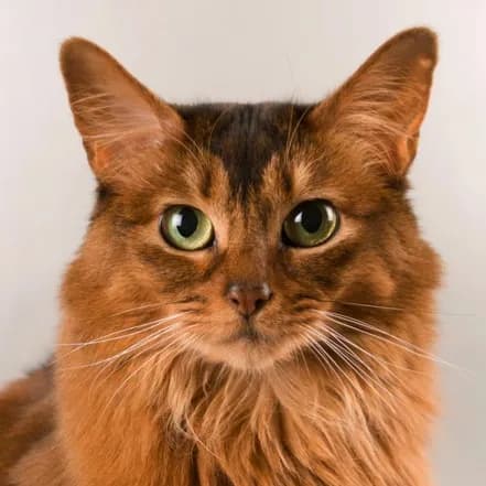 Somali cat