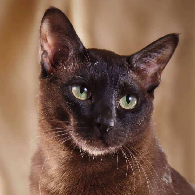 Tonkinese Cat cat