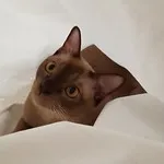 Toybob cat