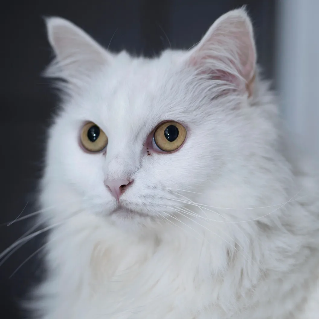 Turkish Angora cat