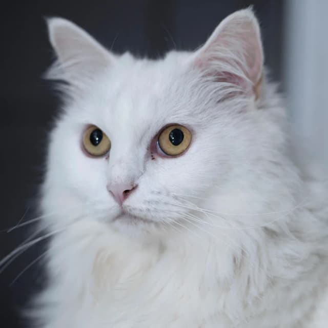 Turkish Angora cat