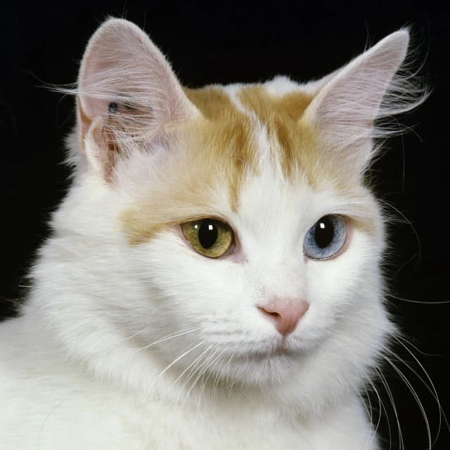 Turkish Van cat