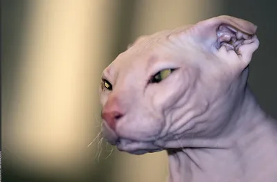 Ukrainian Levkoy cat