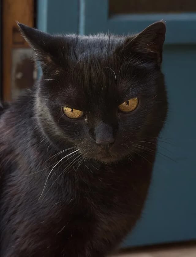York Chocolate cat
